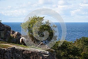 Sheeps eat grass between the rocks and Ruins of the middel age castle hammershus on island Bornholm in Denmark