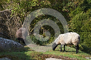 Sheeps eat grass between the rocks and Ruins of the middel age castle hammershus on island Bornholm in Denmark photo