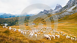 Oveja comer césped sobre el atardecer en prado Alpes montanas sobre el 