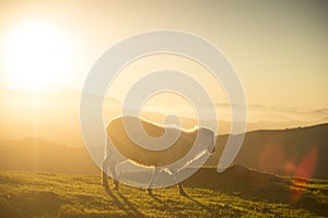sheeps eating grass in the mountains at sunset