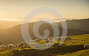 sheeps eating grass in the mountains at sunset