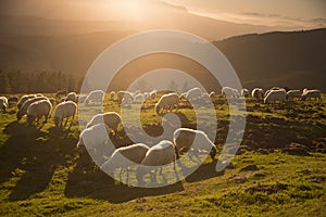 sheeps eating grass in the mountains at sunset