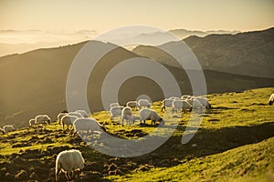 sheeps eating grass in the mountains at sunset