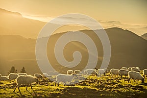 sheeps eating grass in the mountains at sunset