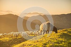 sheeps eating grass in the mountains at sunset