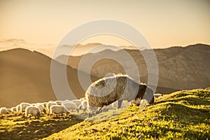 sheeps eating grass in the mountains at sunset