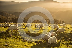 sheeps eating grass in the mountains at sunset