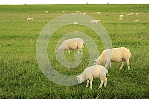 Sheeps eating grass in Netherlands