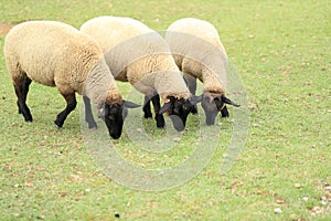 Sheeps eating grass