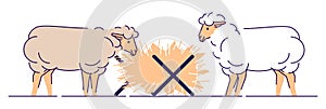 Sheeps eating hay flat vector illustration. Livestock farming, animal husbandry cartoon concept with outline. Sheep wool