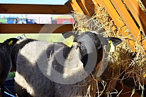 A sheeps an enclosure at farm waiting to be sheared. Australian Ram and sheep.