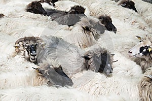 Sheeps at a farm