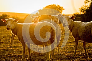 Sheeps farm animals backlit in the sunset in France