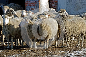 Sheeps on the farm