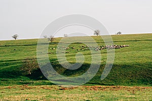 Sheeps on field