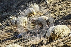 Sheeps on a field, autumn time, Georgia.