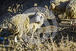 Sheeps on a field, autumn time, Georgia.