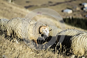 Sheeps on a field, autumn time, Georgia.