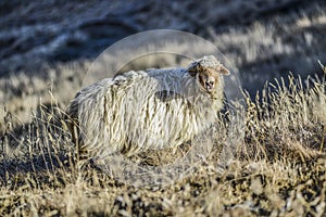 Sheeps on a field, autumn time, Georgia.