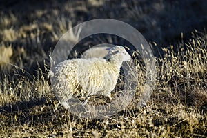 Sheeps on a field, autumn time, Georgia.