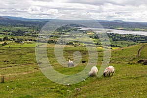 Sheeps on the field in Knocknarea mountain