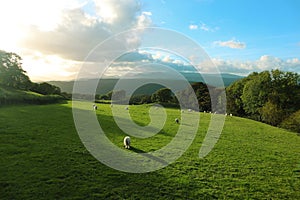 Sheeps in a field overlooking snowdonia, Wales UK