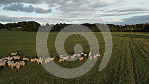 Sheeps on the field with sunset. Flock of sheep grazing in the green meadow