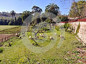 Sheeps in the Finca de Osorio Park near Teror, Gran Canaria Island, Spain