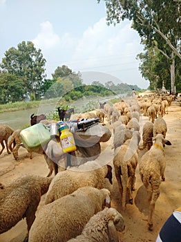 Sheeps flock near river nature