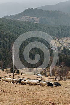 Sheeps in the foggy Carpathian mountains