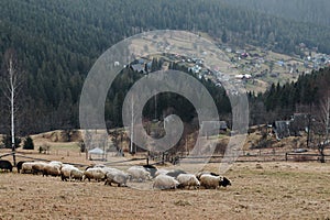 Sheeps in the foggy Carpathian mountains