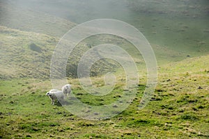 Sheeps in foggy mountains