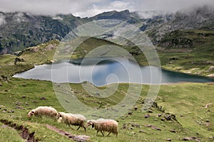 Sheeps in the french mountains