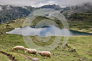 Sheeps in the french mountains photo