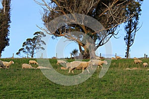 Sheeps in front of lake te anau