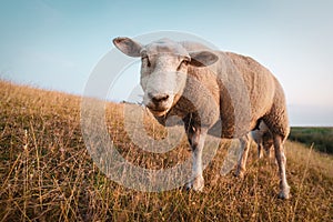 Sheeps in front of the lighthouse Westermarkelsdorf on the island Fehmarn