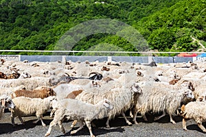 Sheeps on Georgian Military Road, Georgia