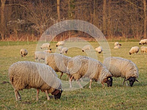 Sheeps in the german muensterland