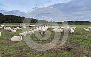 Sheeps on the ginkel heather in holland