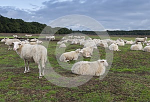 Sheeps on the ginkel heather in holland