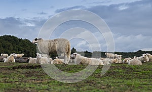 Sheeps on the ginkel heather in holland