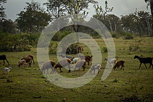 Sheeps and goats grazing along the forest area in Masinagudi, Mudumalai National Park, Tamil Nadu - Karnataka State border, India