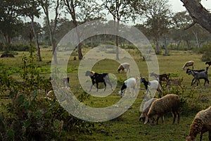 Sheeps and goats grazing along the forest area in Masinagudi, Mudumalai National Park, Tamil Nadu - Karnataka State border, India