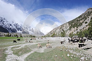 Sheeps & Goats In High Pasture