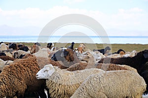 Sheeps and Goats in Kyrgyzstan at Lake Song-Kul (Song-Kol