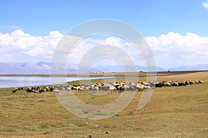 Sheeps and Goats in Kyrgyzstan at Lake Song-Kul (Song-Kol