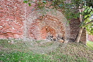 Sheeps and goats near the wall