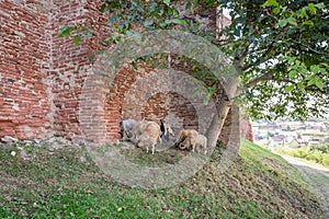 Sheeps and goats near the wall