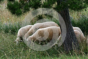 Sheeps in the grass