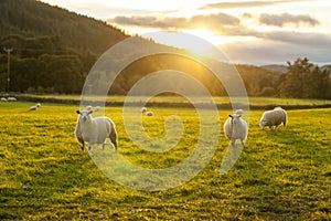 Sheeps in grass field in highlands Scotland beauty places